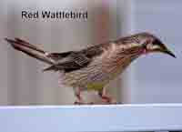 Wattlebird